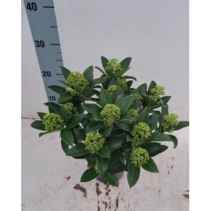 White Globe 13 cm 13+ bloem