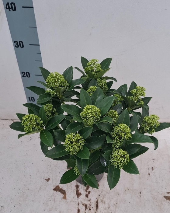 <h4>White Globe 13 cm 13+ bloem</h4>