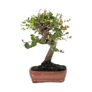 BONSAI GEM