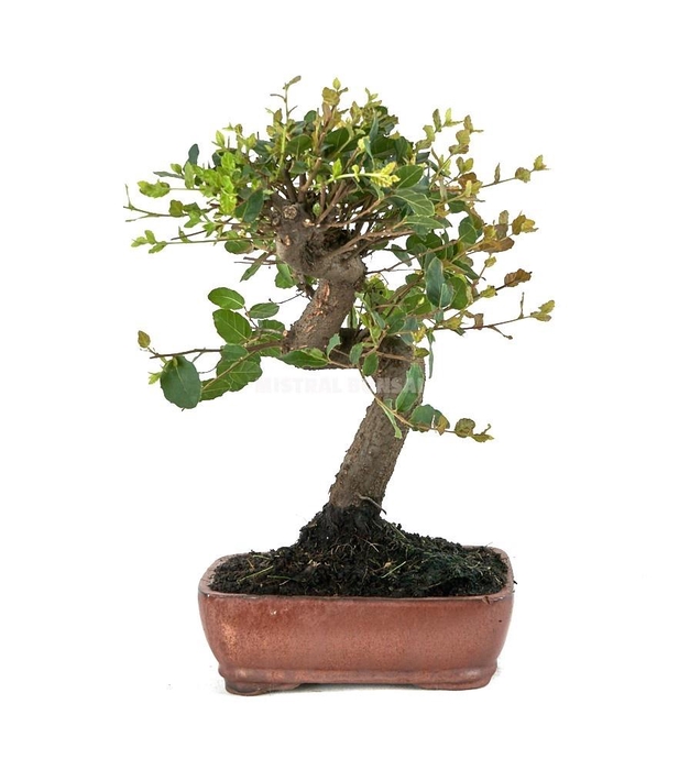 <h4>BONSAI GEM</h4>