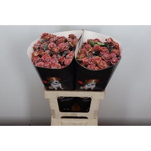 R Tr Wx Flaming Bronze Xl