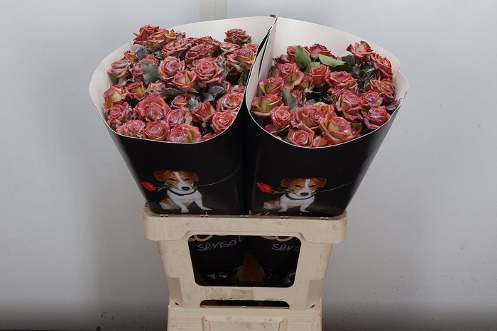 <h4>R Tr Wx Flaming Bronze Xl</h4>