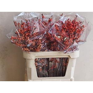 Ilex Ve Oudij Orange 80cm