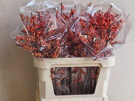 <h4>Ilex Ve Oudij Orange 80cm</h4>