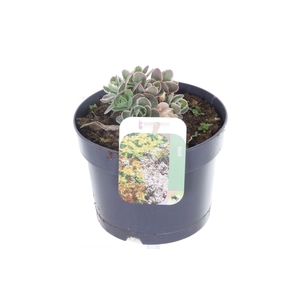 Sedum telephium La Vie en Rose