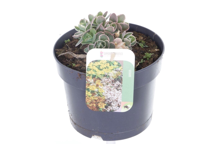 <h4>Sedum telephium La Vie en Rose</h4>
