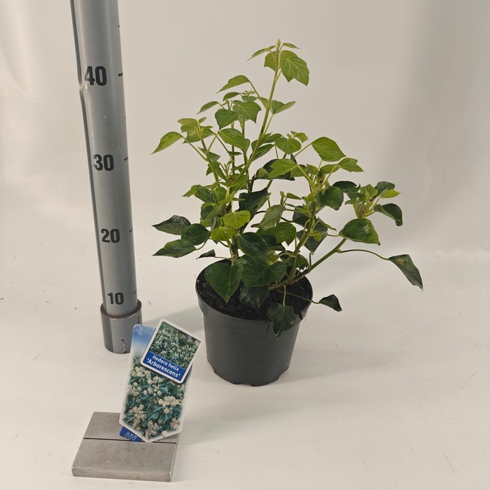 <h4>Hedera helix 'Arborescens'</h4>