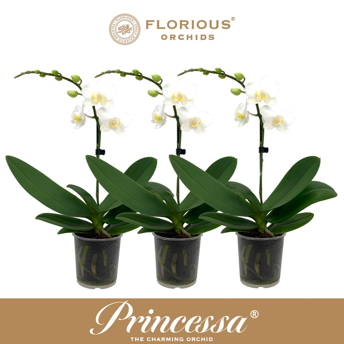 <h4>No9 Phalanopsis 1 Tak Wit</h4>