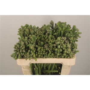 Kaaps Berzelia Palaecea Young