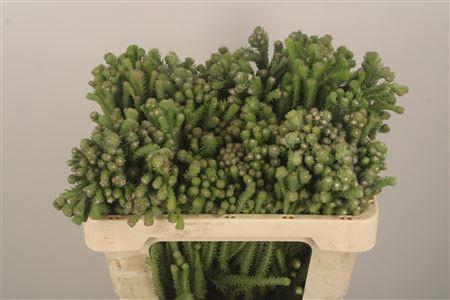 <h4>Kaaps Berzelia Palaecea Young</h4>