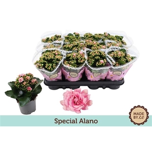 Kalanchoë Special Alano