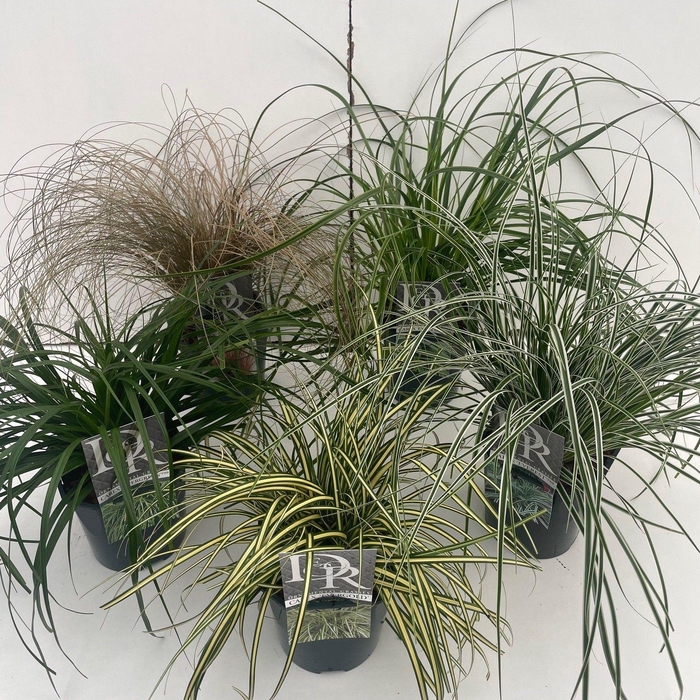 <h4>Graminées Carex mix</h4>