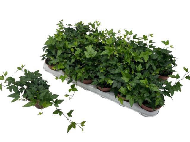 <h4>HED HE SHAMROCK</h4>