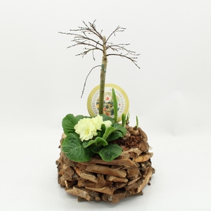 MTG-SA-04 My Tiny Garden Salix