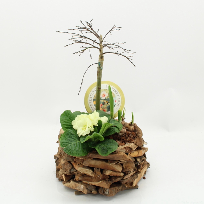 <h4>MTG-SA-04 My Tiny Garden Salix</h4>