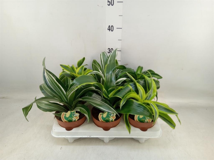 <h4>Dracaena   ...mix</h4>