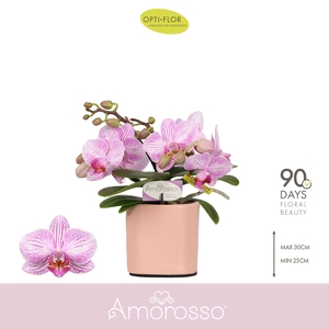Amorosso Merlini 3 spike in Piemonte Salmon