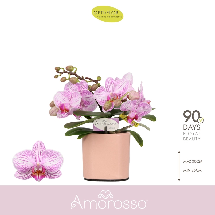 <h4>Amorosso Merlini 3 spike in Piemonte Salmon</h4>