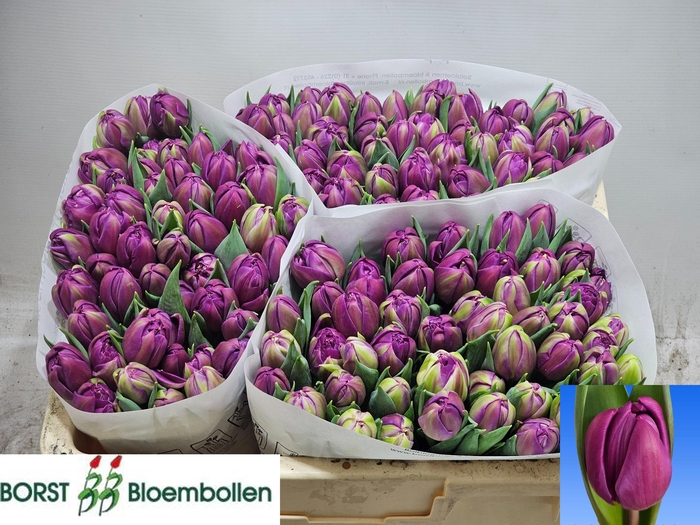 <h4>TU DU RESPECTABLE</h4>