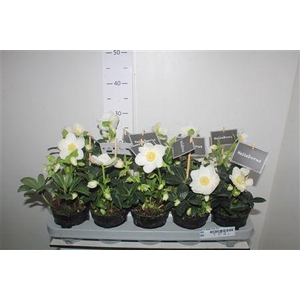 Hell Ni Winter Fleur 9+ Medium