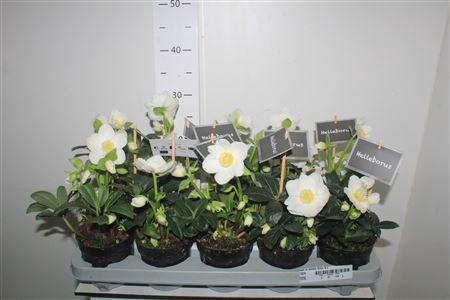 <h4>Hell Ni Winter Fleur 9+ Medium</h4>