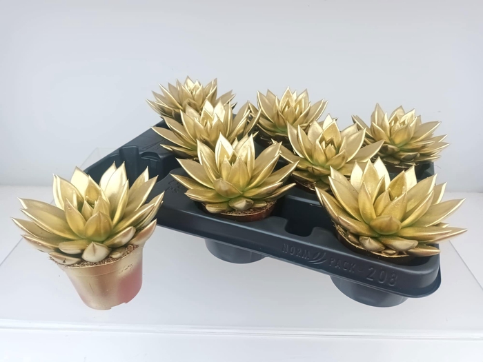 <h4>ECHEV MIRANDA</h4>