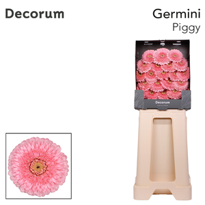 Germini Pomponi Piggy Diamond