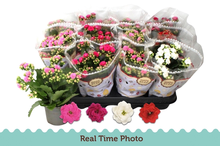 <h4>KAL GE GEM 4 KL</h4>