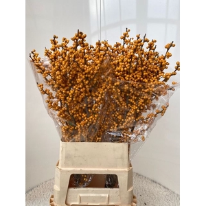 Ilex Ve Gold Verboom