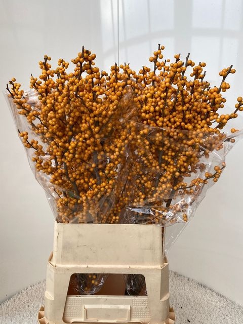 <h4>Ilex verticillata Golden Verboom</h4>