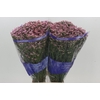 Limonium Pink Diamond