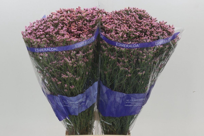 Limonium Pink Diamond