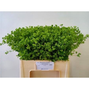 Alchem M Robustica Extra