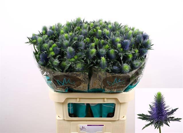Eryngium Supernova Questar