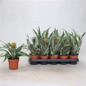 Ananas Ov
