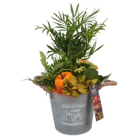 <h4>PTHI5317 Arrangementen kamerplanten</h4>