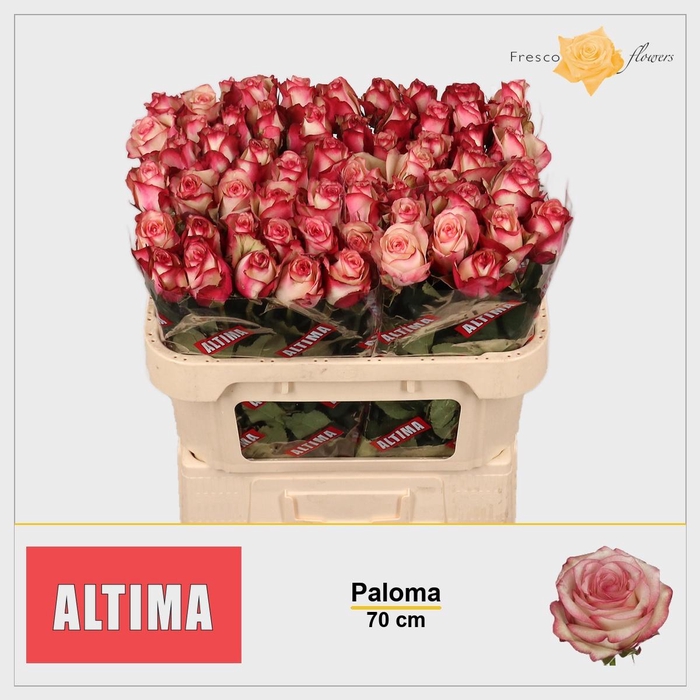 <h4>R GR PALOMA</h4>