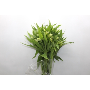 ALSTROEMERIA AKEMI 080 CM