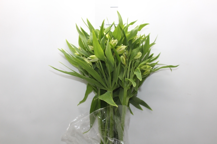 <h4>ALSTROEMERIA AKEMI 080 CM</h4>