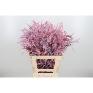 Grevilea Ivanhoe Kl Bh Licht Roze