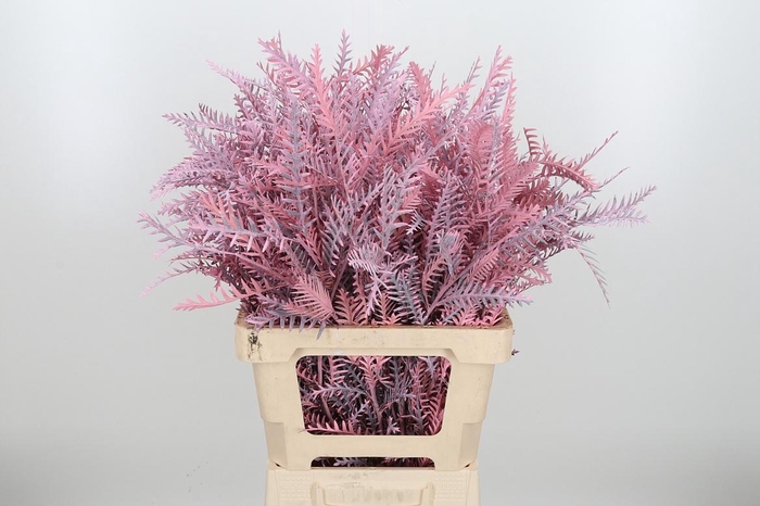 <h4>Grevilea Ivanhoe Kl Bh Licht Roze</h4>