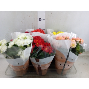 Begonia elat. DU   ...mix