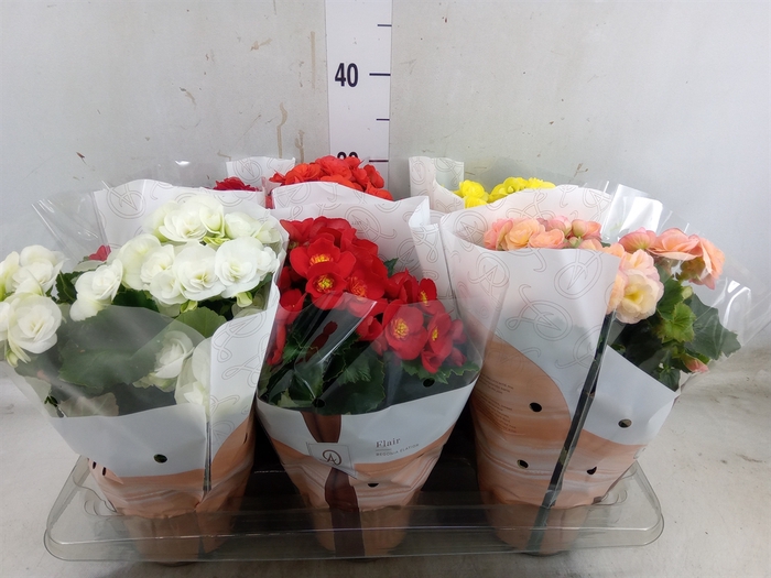 <h4>Begonia elat. DU   ...mix</h4>