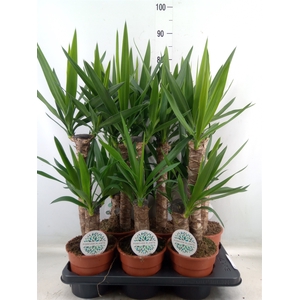 Yucca