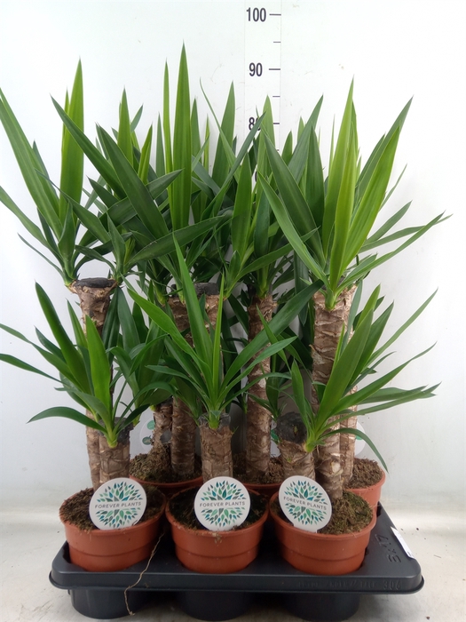 <h4>Yucca</h4>