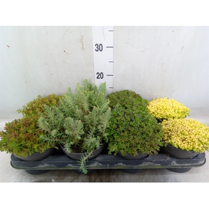 Sedum   ...