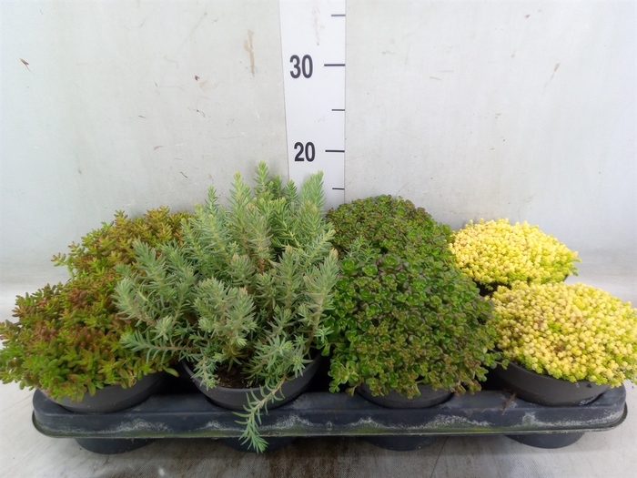 <h4>Sedum   ...</h4>