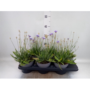 Catananche caerulea   ...