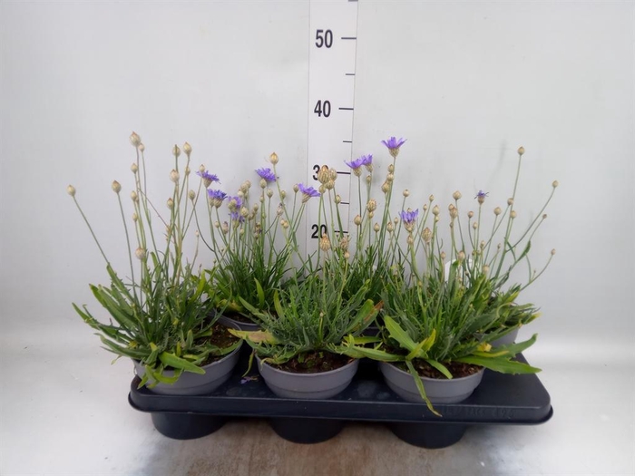 <h4>Catananche caerulea   ...</h4>