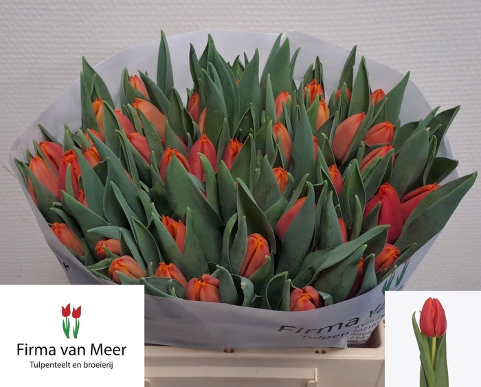 <h4>TU EN COUNTUS</h4>